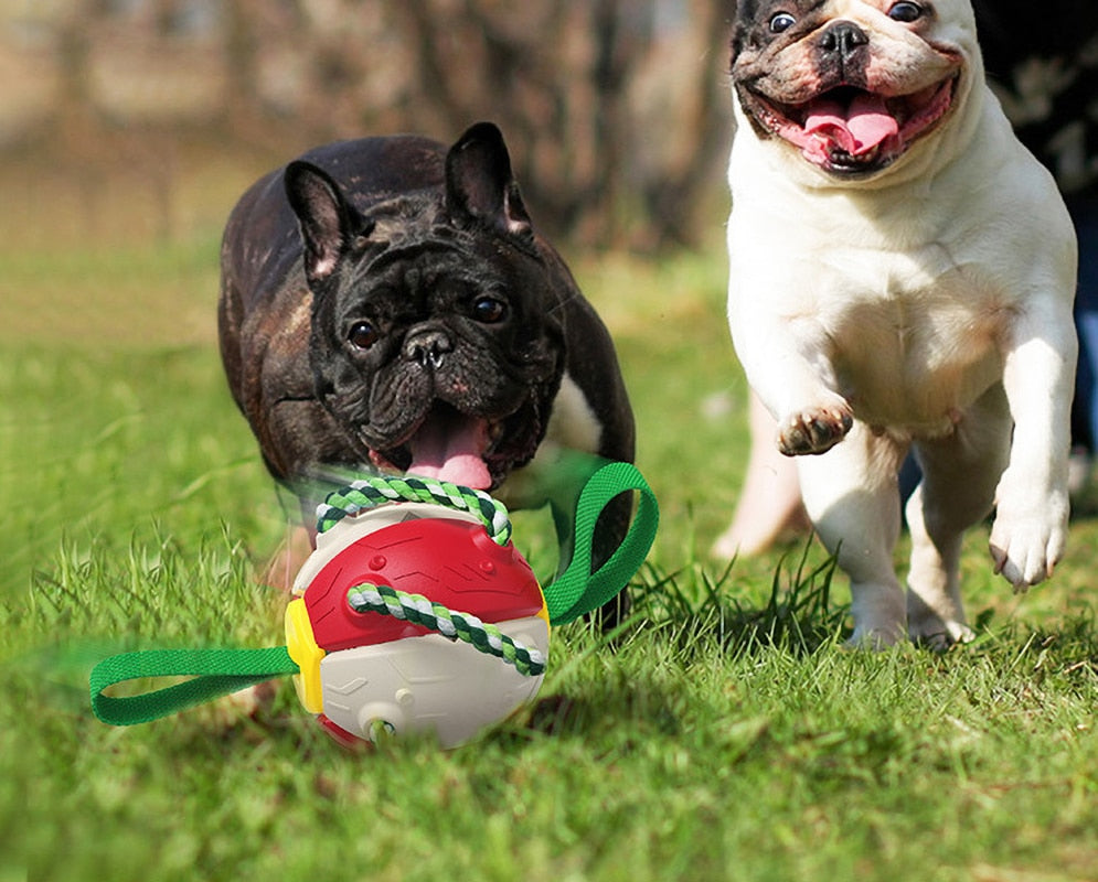 Bola Frisbee Para Cães Mimus