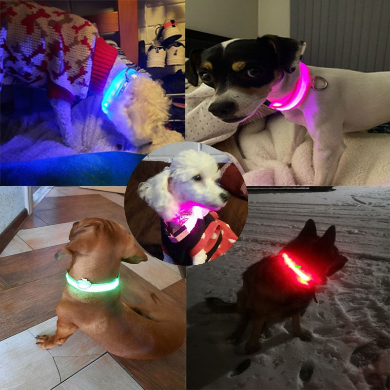 Coleira Led para cachorro (Carregamento USB)