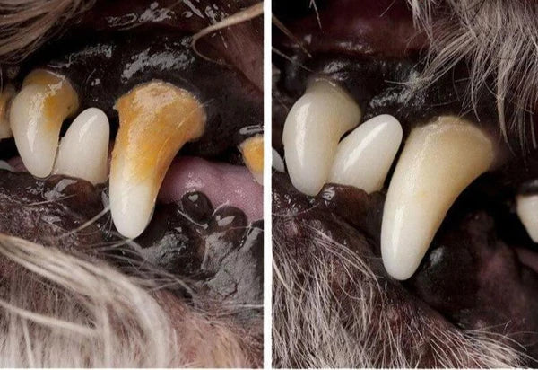 Caneta Limpadora De Dentes De Pet - Remove Tártaro e Bactérias