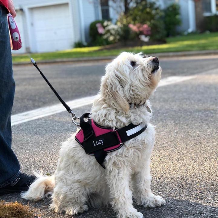Coleira Para Cães SMART Mimus