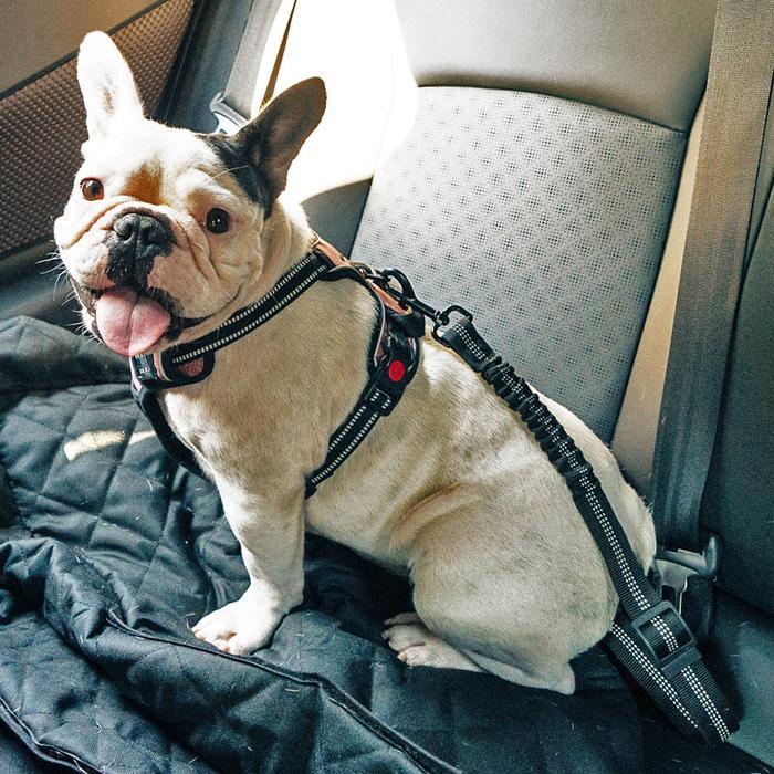 Cinto de Segurança Para Cães